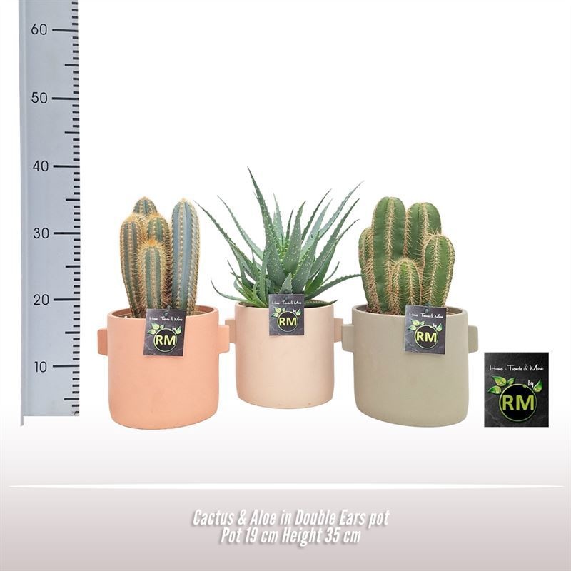 Cactus & Aloe Double Ears pot, D 19 cm Cactus & Aloe Double Ears pot, D 19 cm