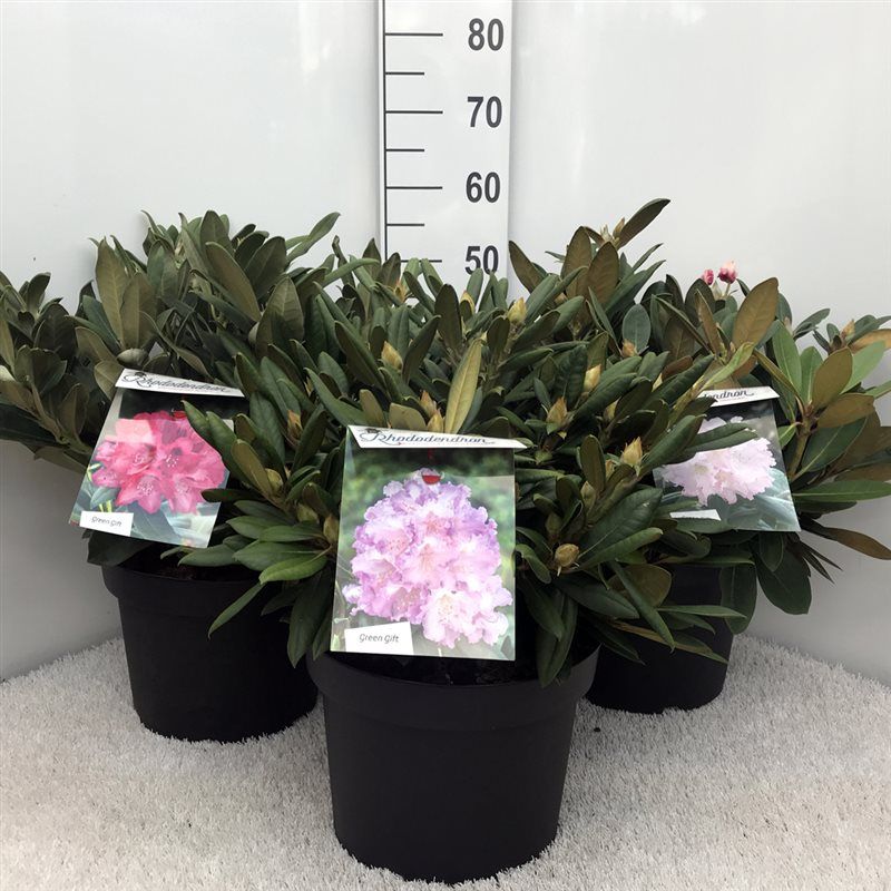 Rhodo. (Y) in mix soorten, D 29