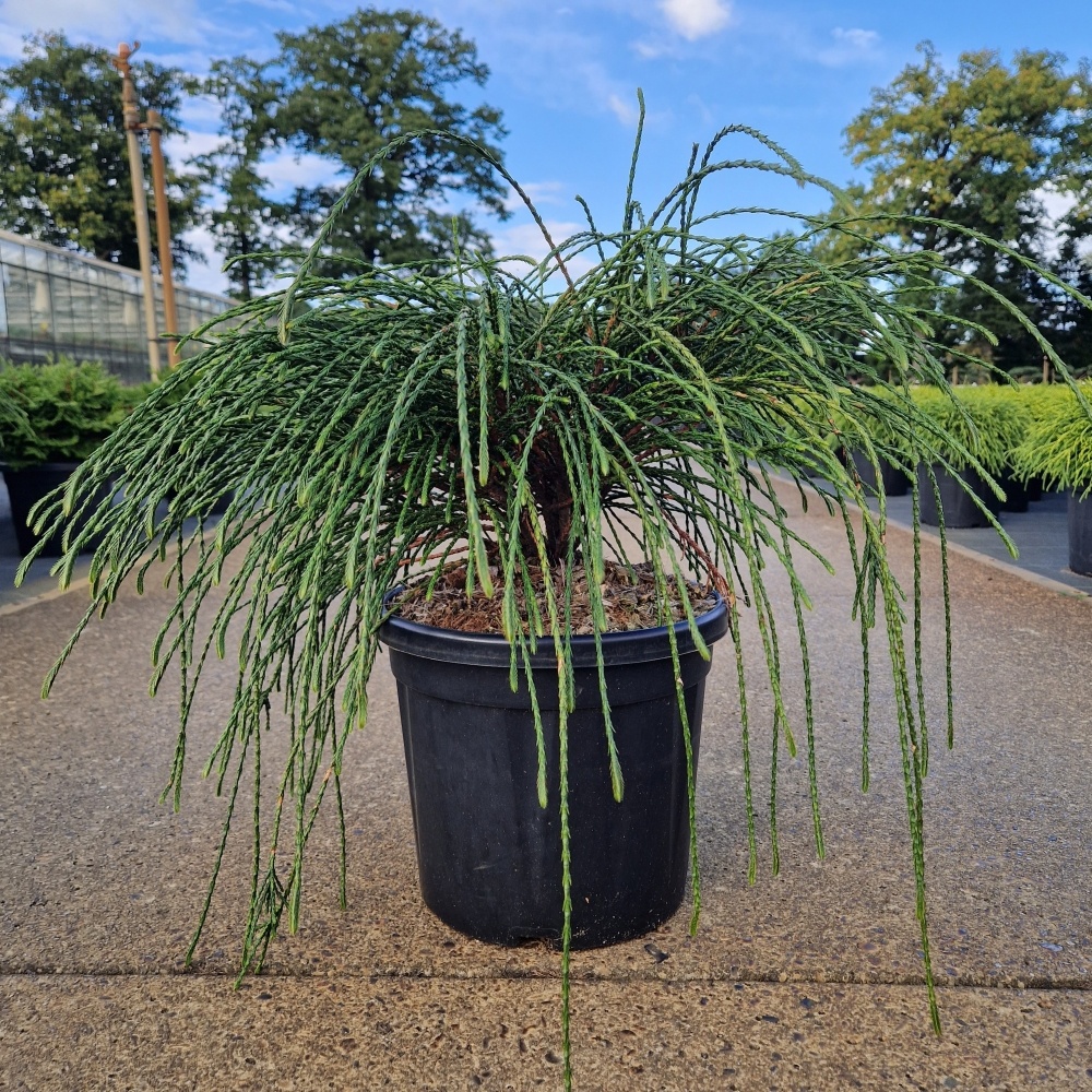 Thuja plicata 'Whipcord', D 26 cm