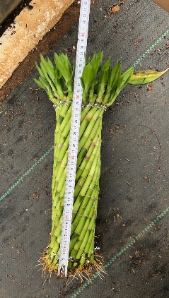 Визаут потсдракаена сандериана 9 Without pots 9 36