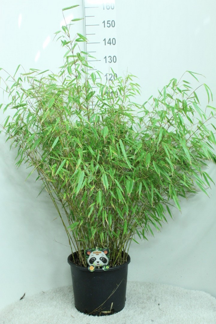 Fargesia Rufa p32, D 32