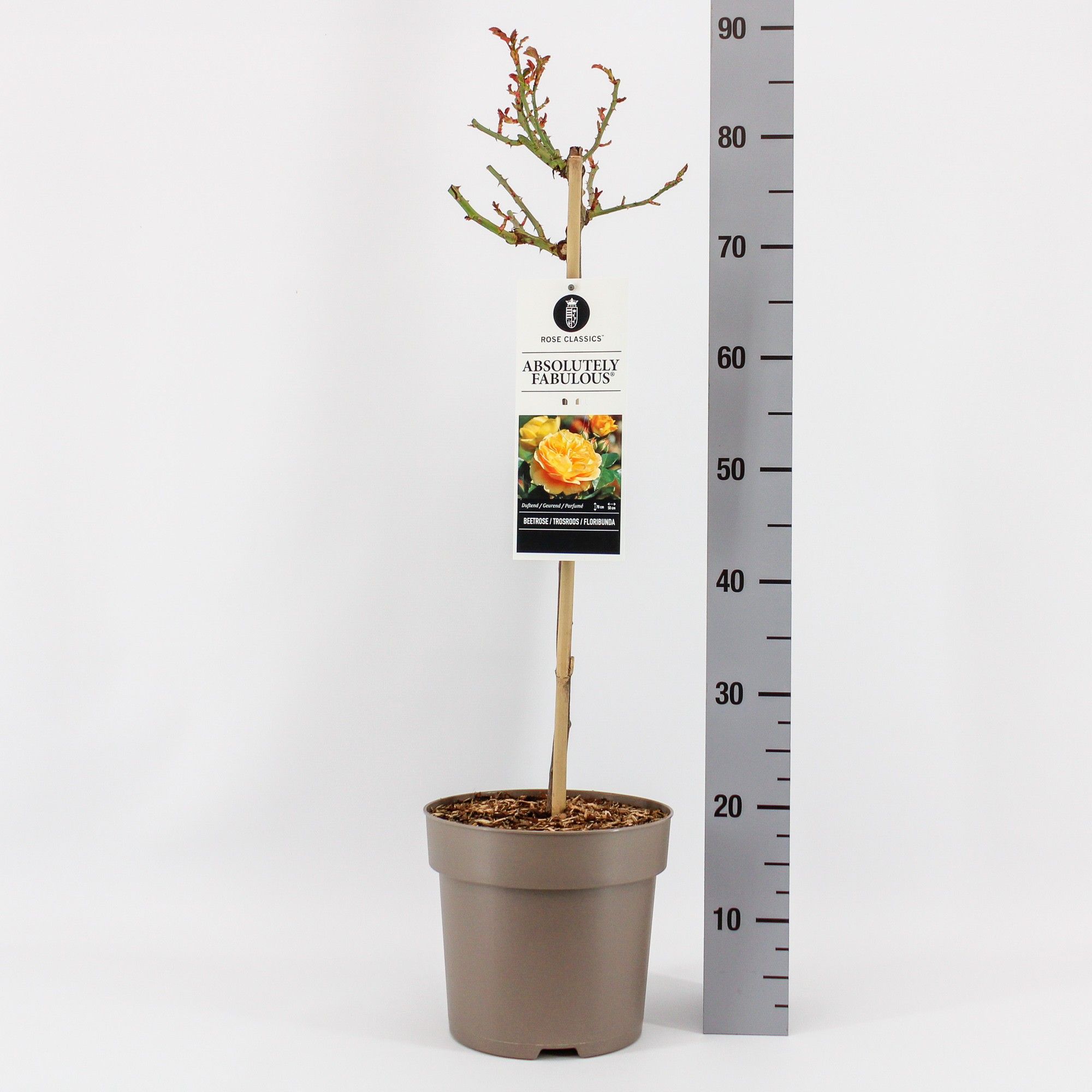 Rosa (F) Absolutely Fabulous ®, stam 50, C6, D 24