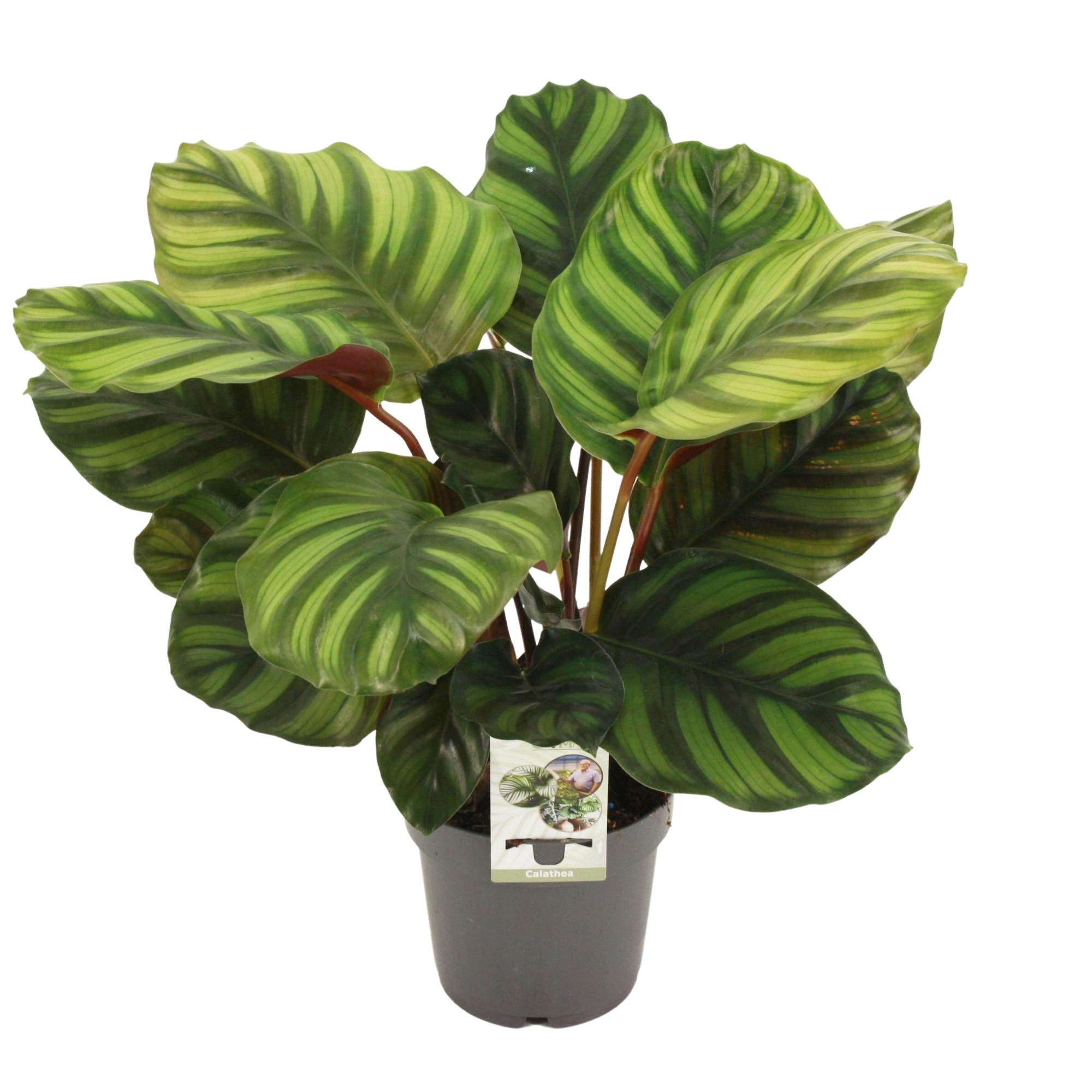 Calathea 14cm 'Fasciata', D 14