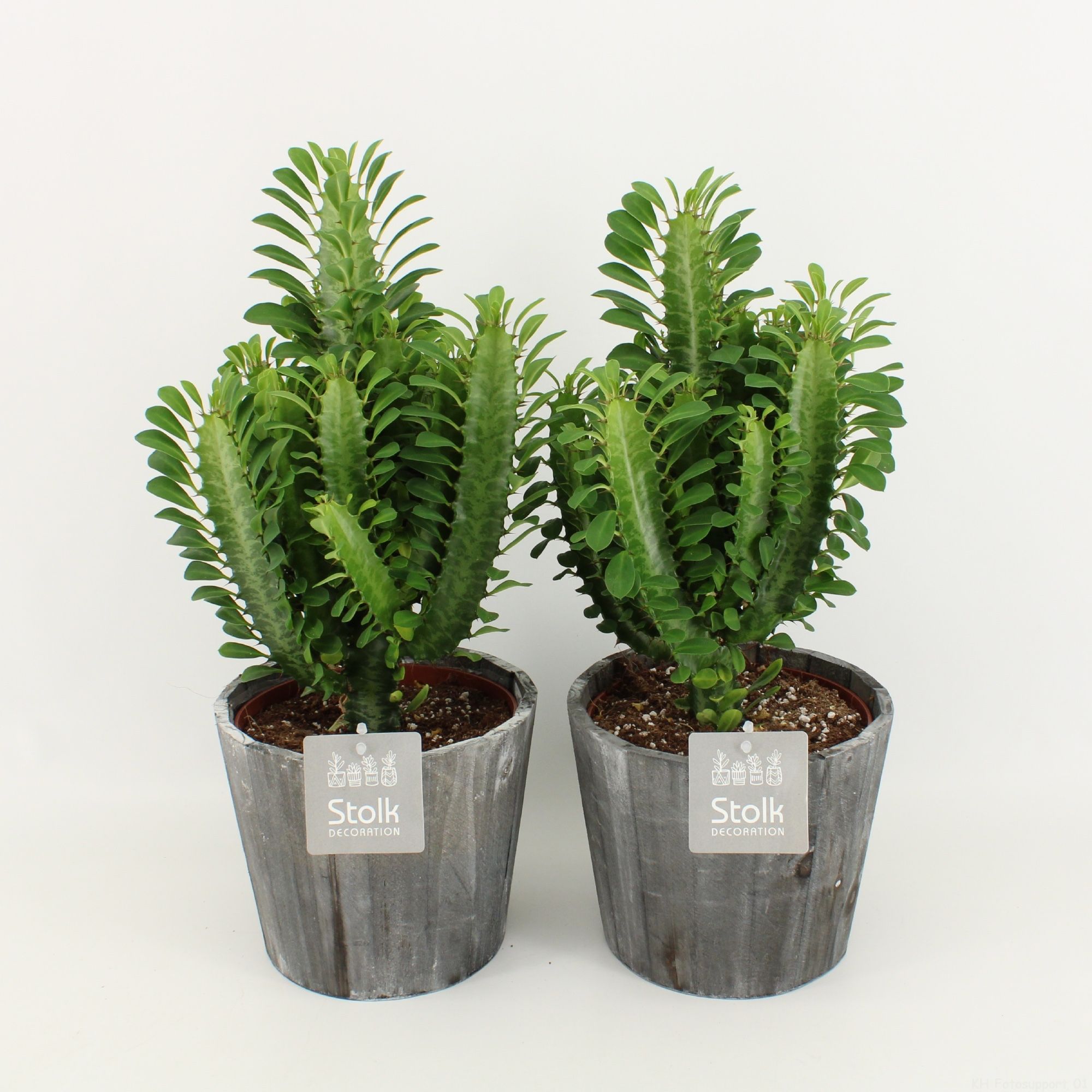 Euphorbia Trigona Groen in Wood Grijs P17, D 17