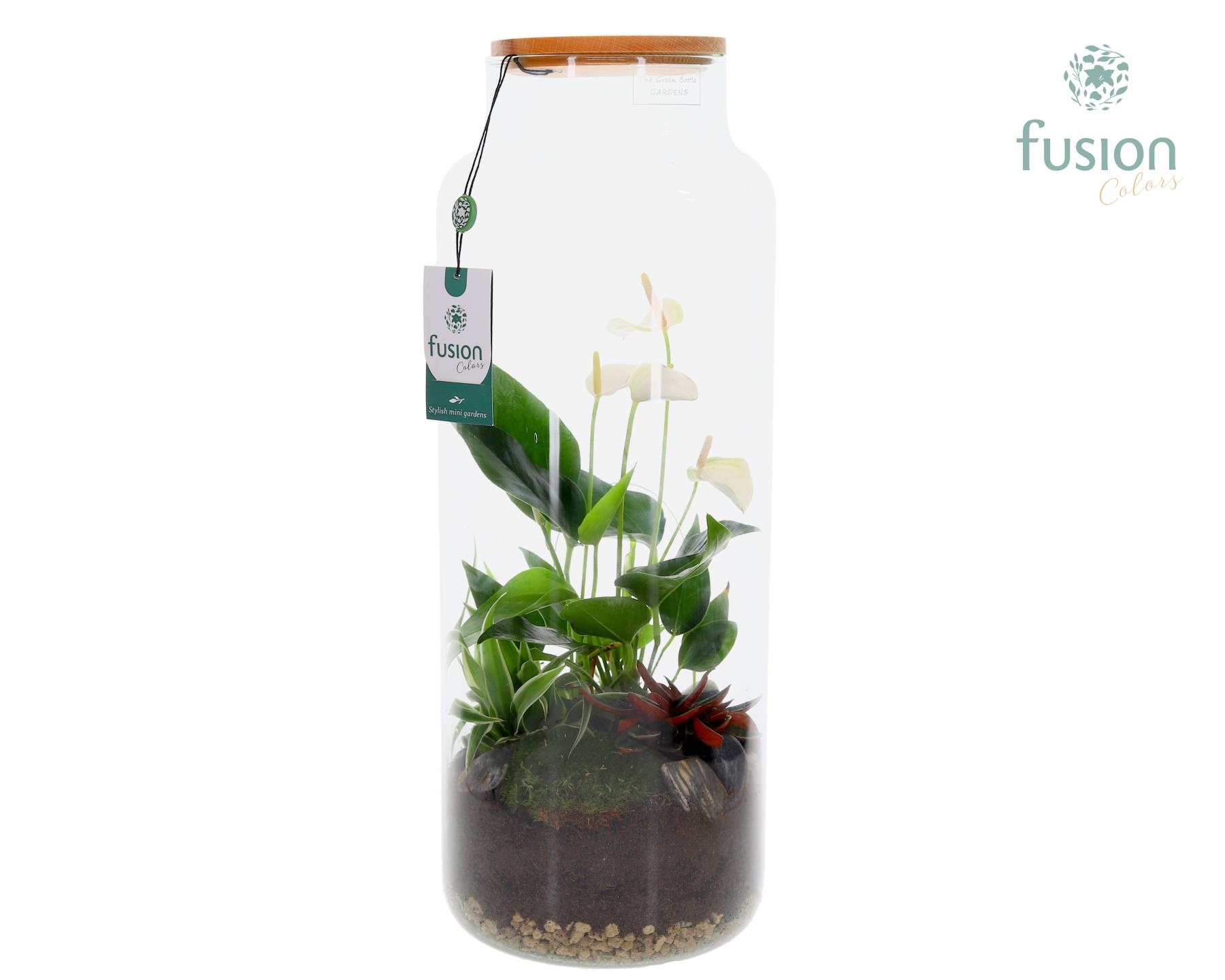 Glas vaas met houten dop en Anthurium arrangement, D 19