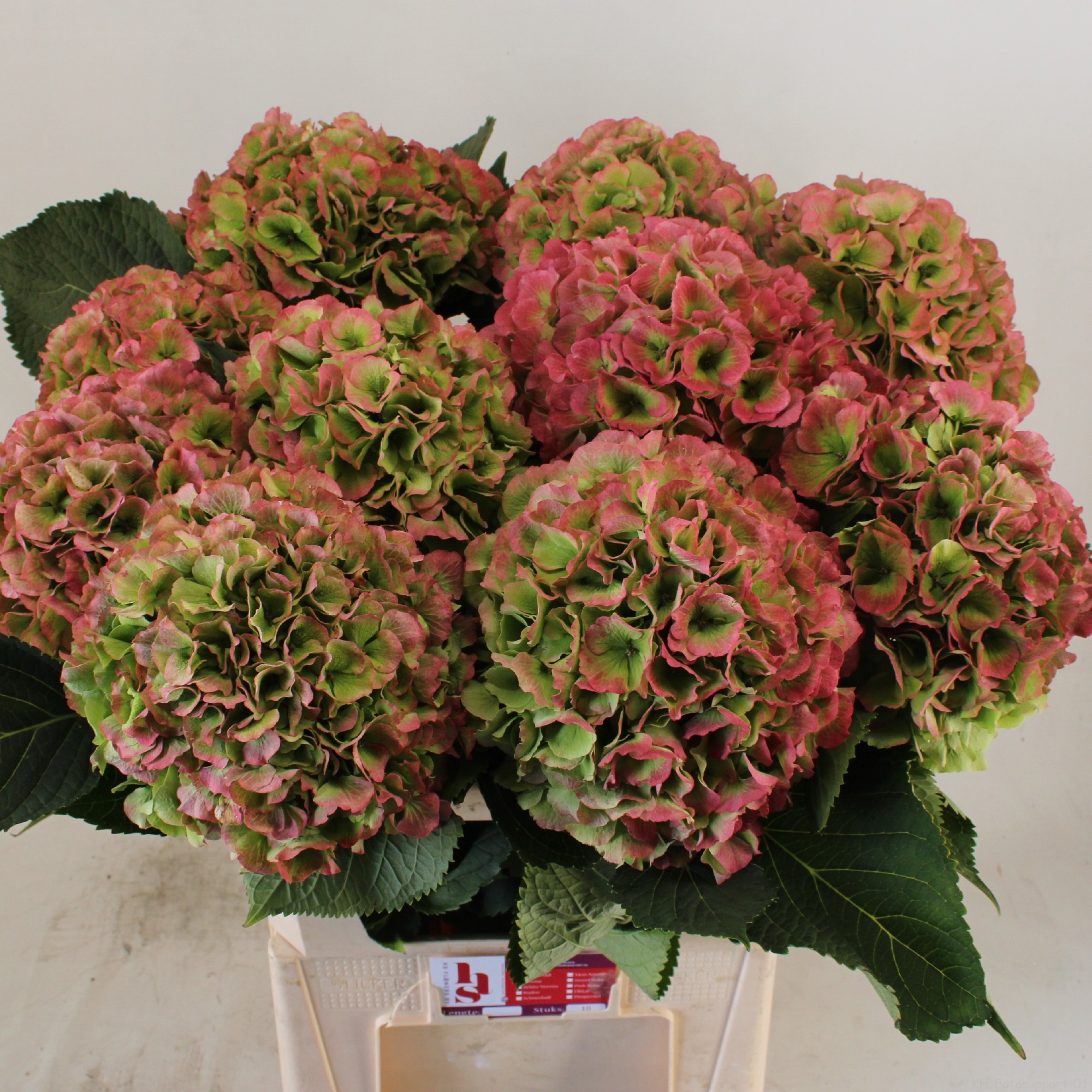 Гортензия Вайт Верена Классик 80 (зел.), шт.