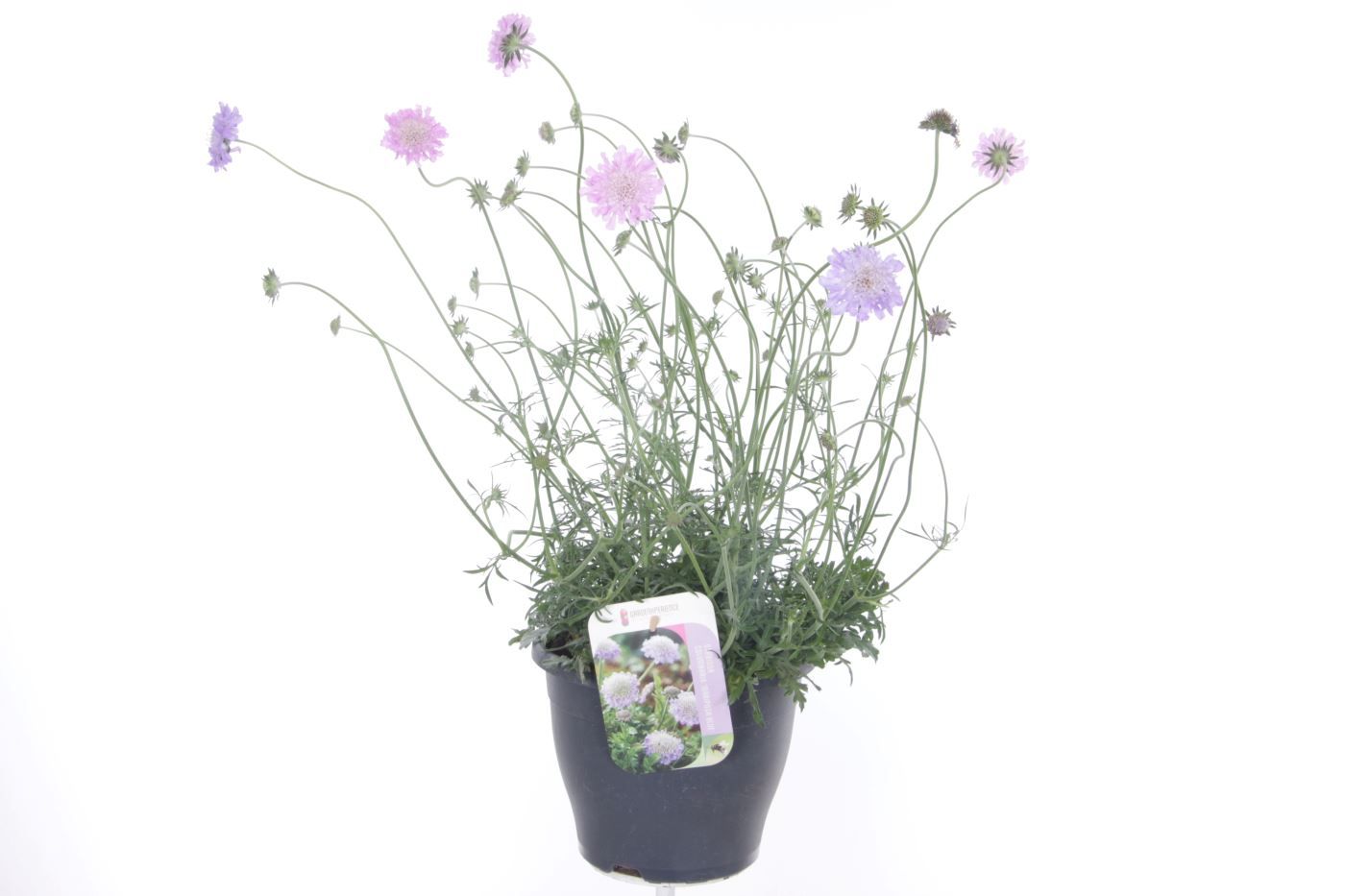 Scabiosa columbaria Pink Mist, D 23