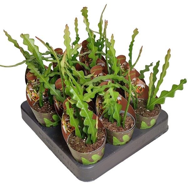 EPIPHYLLUM ANGULIGER-POT Ø 6,5 COLLECTION WITH POTCOVER (CACTUS), D 6,5