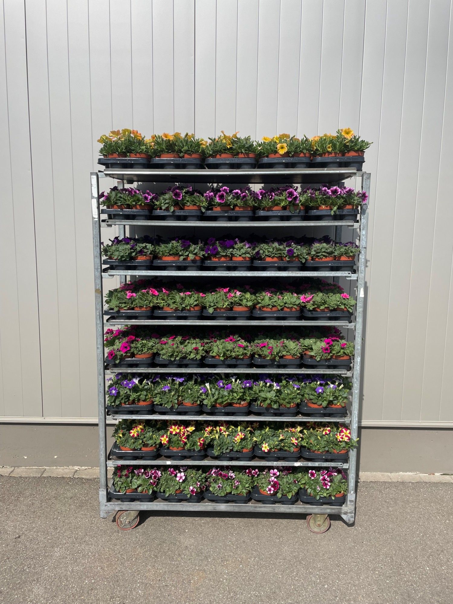 Petunia Mix Trolley, D 10,5