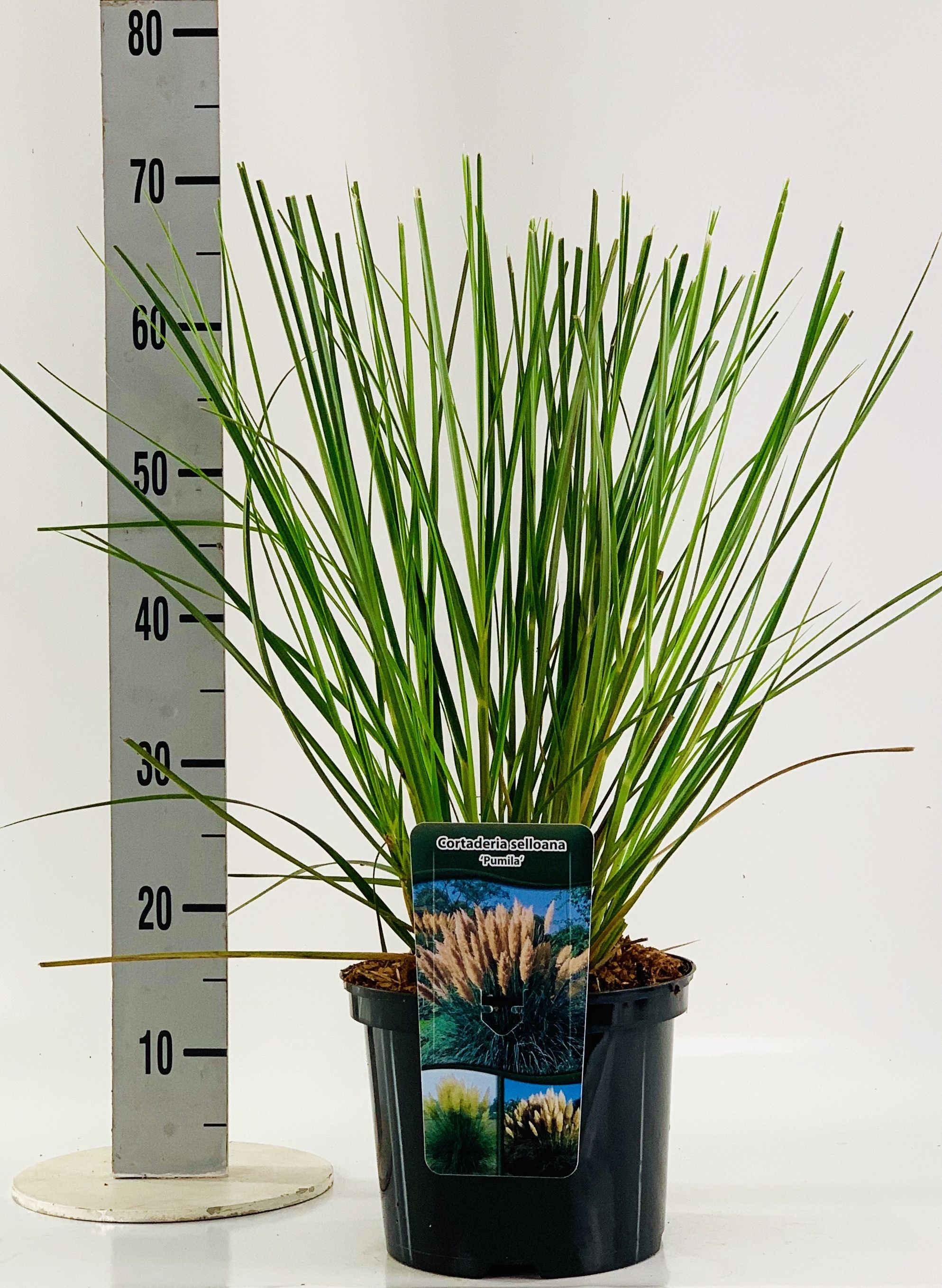 Cortaderia sel. 'Pumila', D 23
