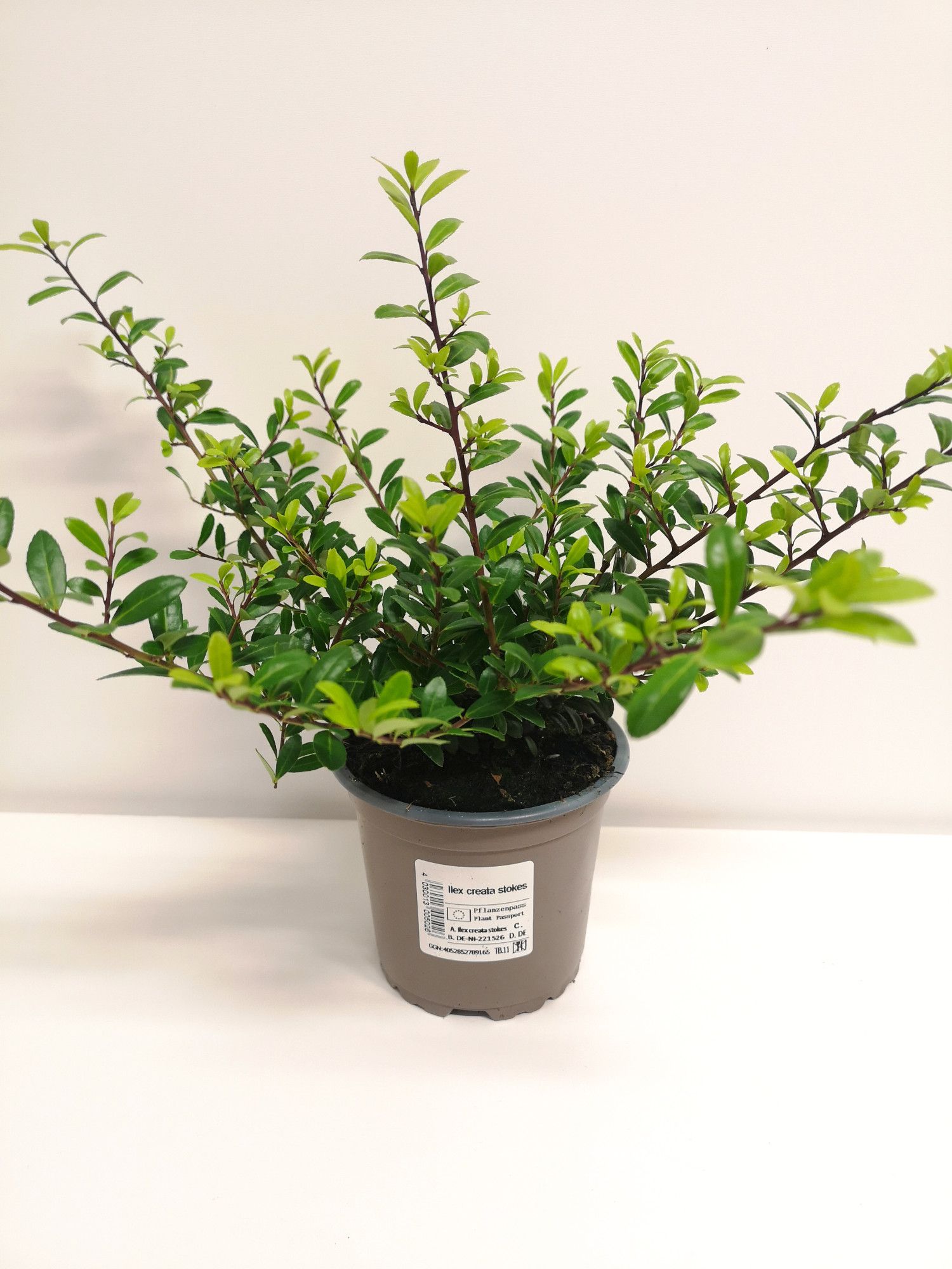 Ilex crenata Stokes P0,5, D 11