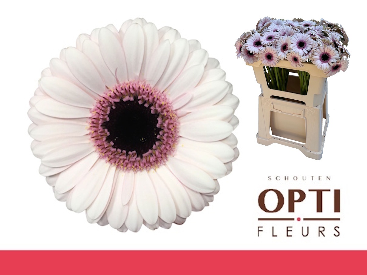 Гермини Эбби Лу, шт.