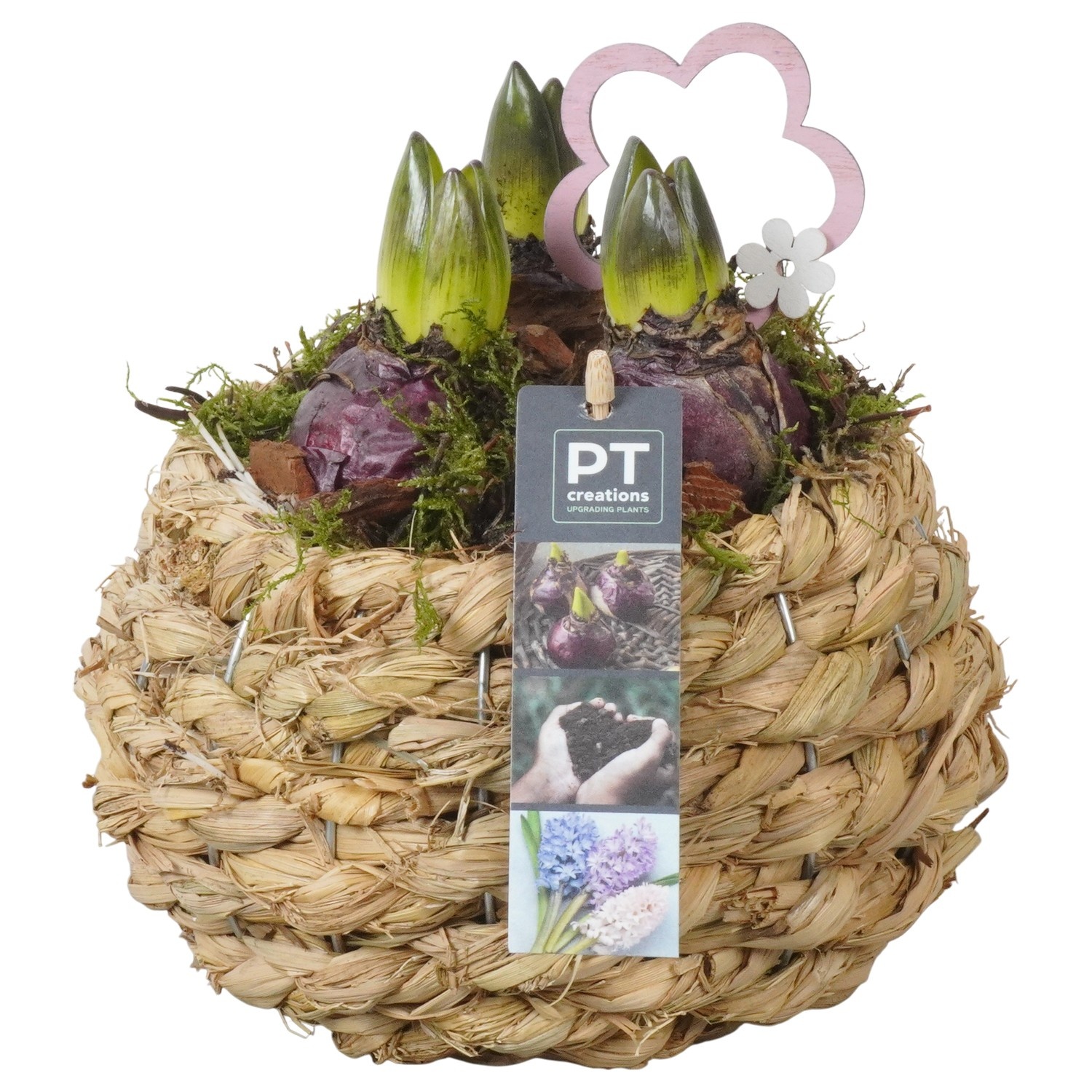 PTHC9164 Arrangement Hyacints in riet mand, D 18