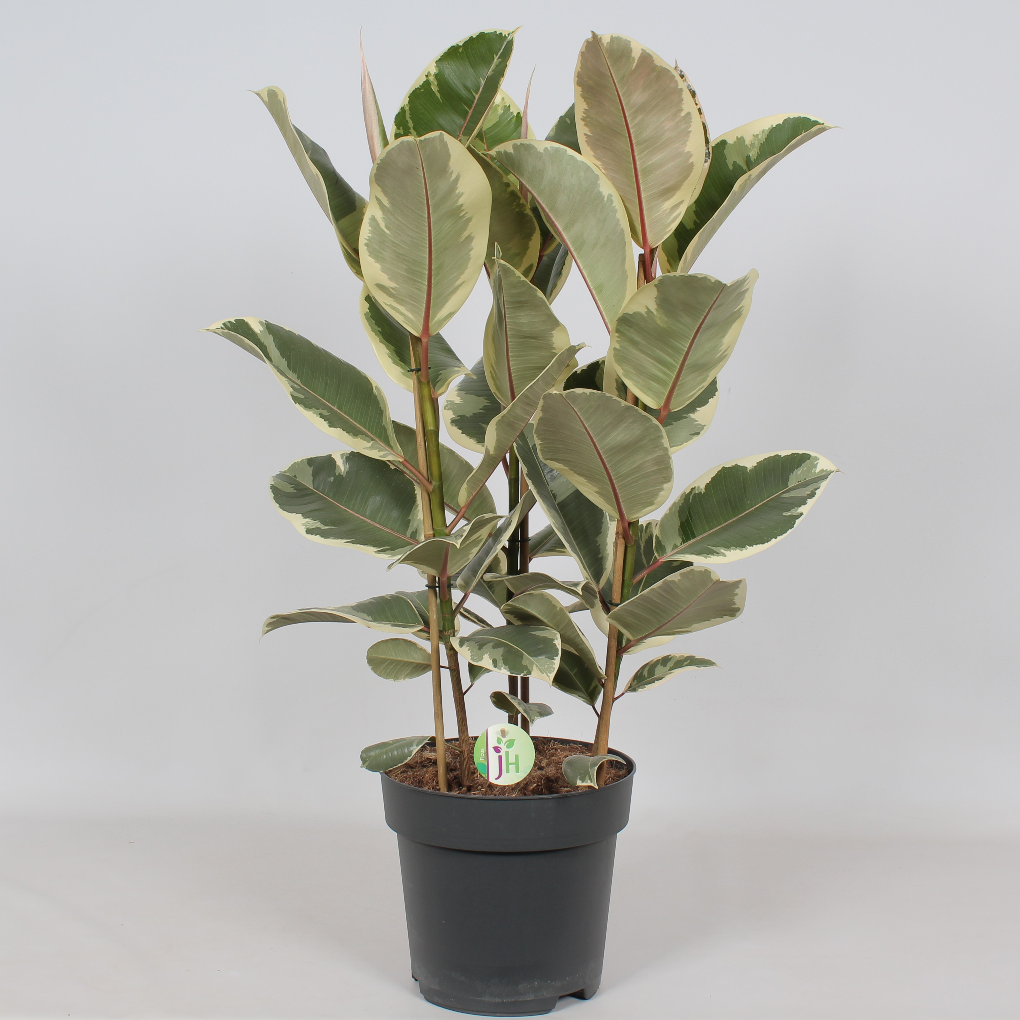 Ficus 'Tineke', D 27