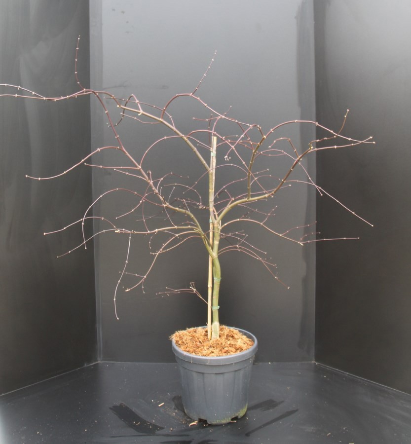 Acer palmatum Garnet, D 29