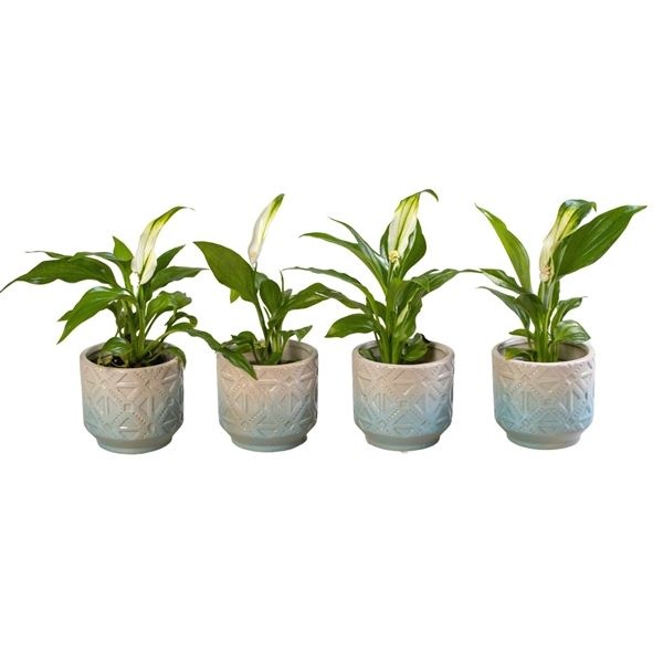 L 65991 with Spathiphyllum 6 cm, D 6 cm L 65991 with Spathiphyllum 6 cm, D 6 cm