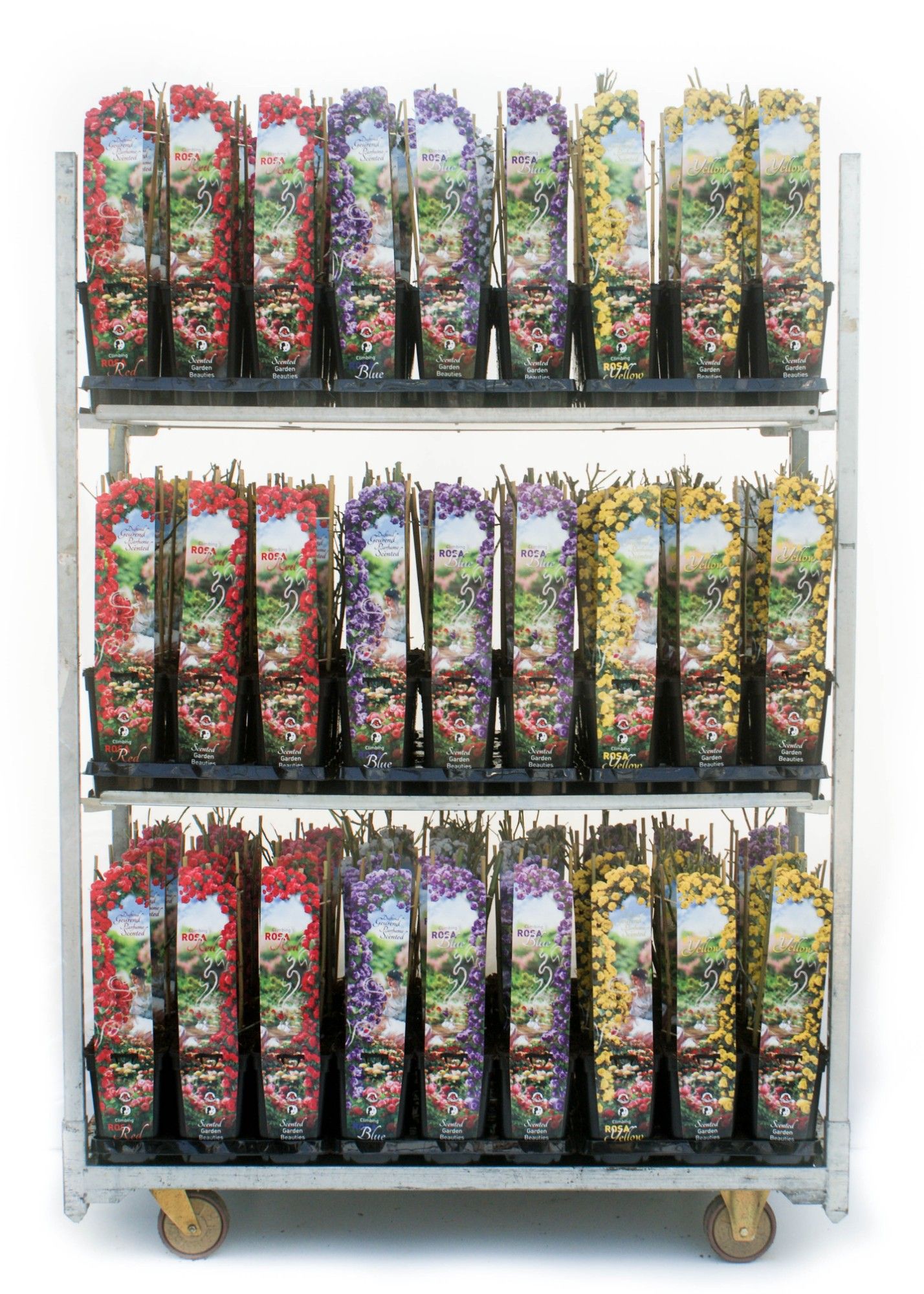 Scented Climbing Garden Beauty 3L, D 14