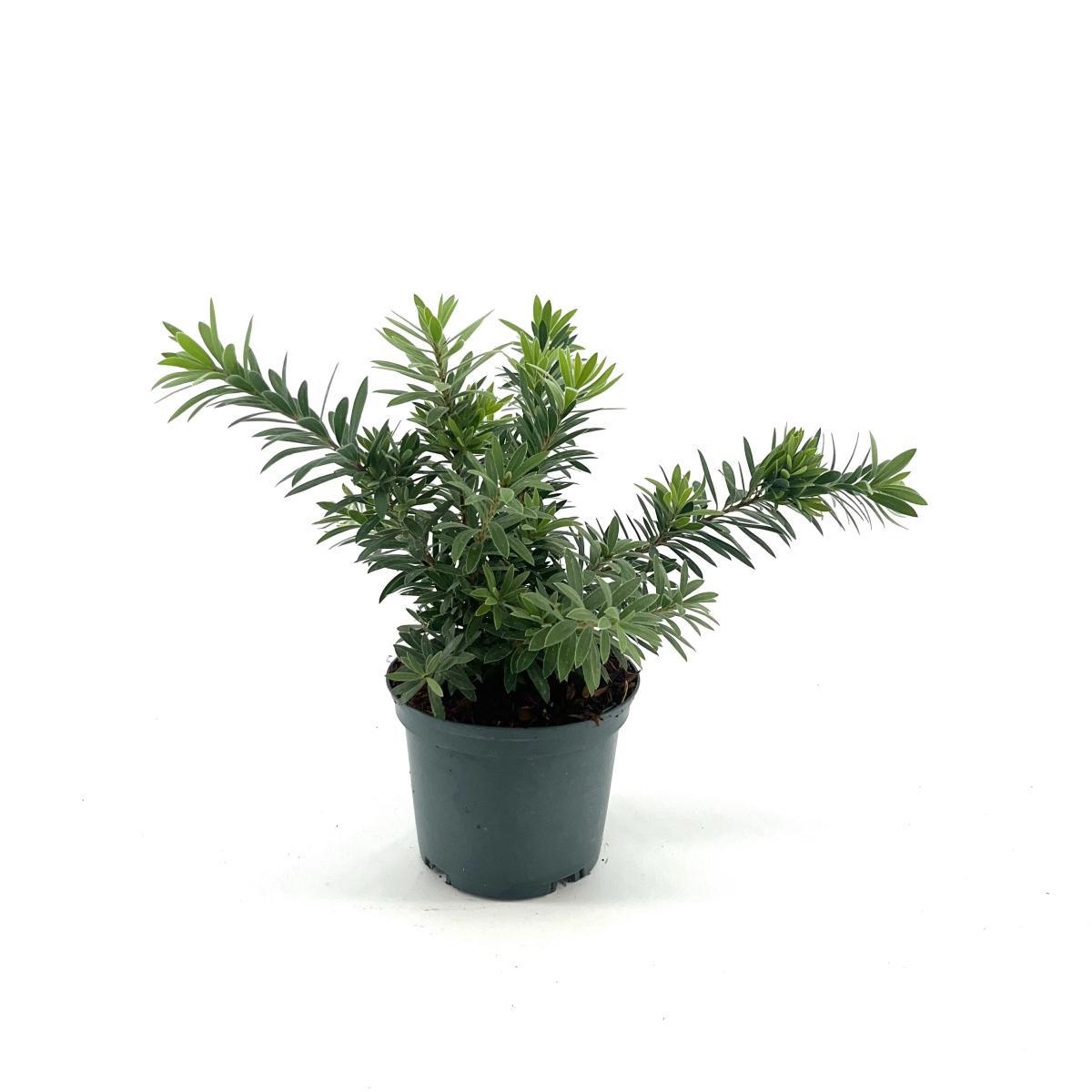 Callistemon viminalis, D 17