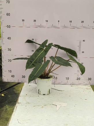 Филодендрон Л оранж стемс дабл плантс 14 40