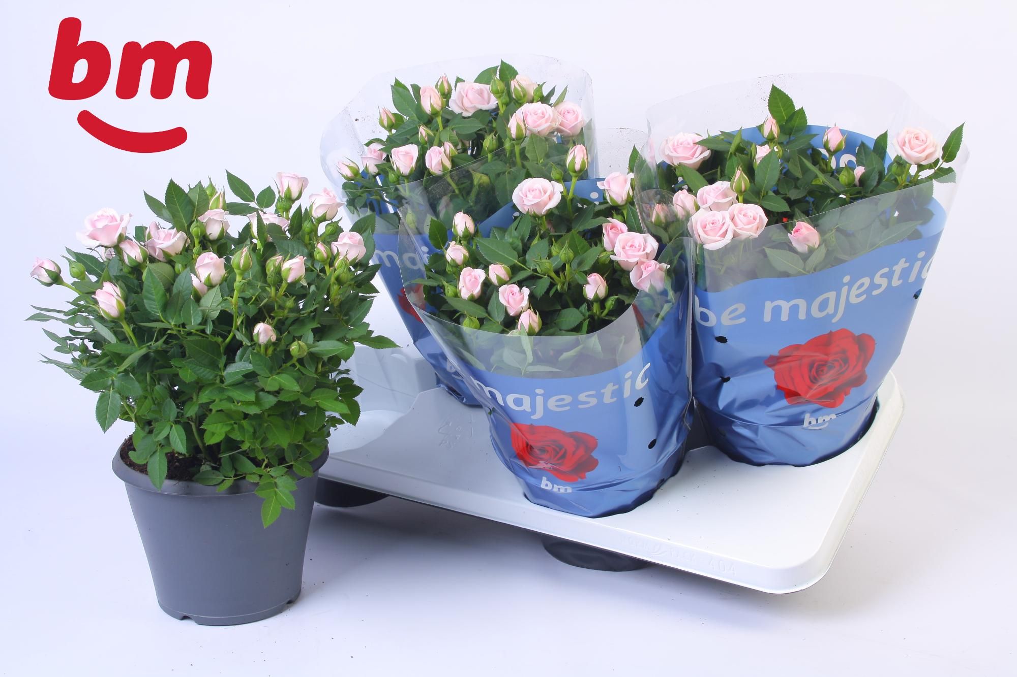 Rosa Jewel Patio Baby 17cm, D 17