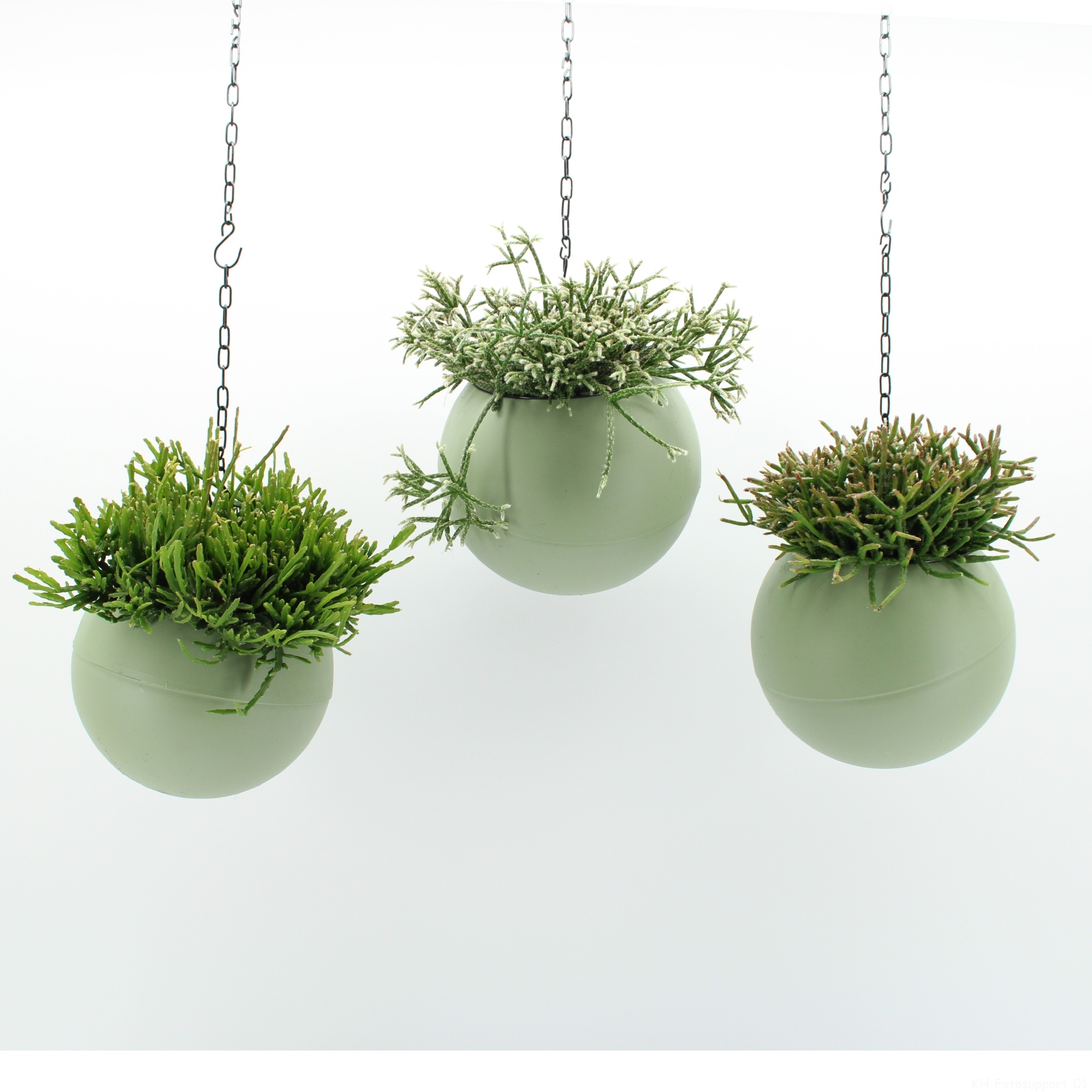 Globee Indoor Rhipsalis mix 132, D 20