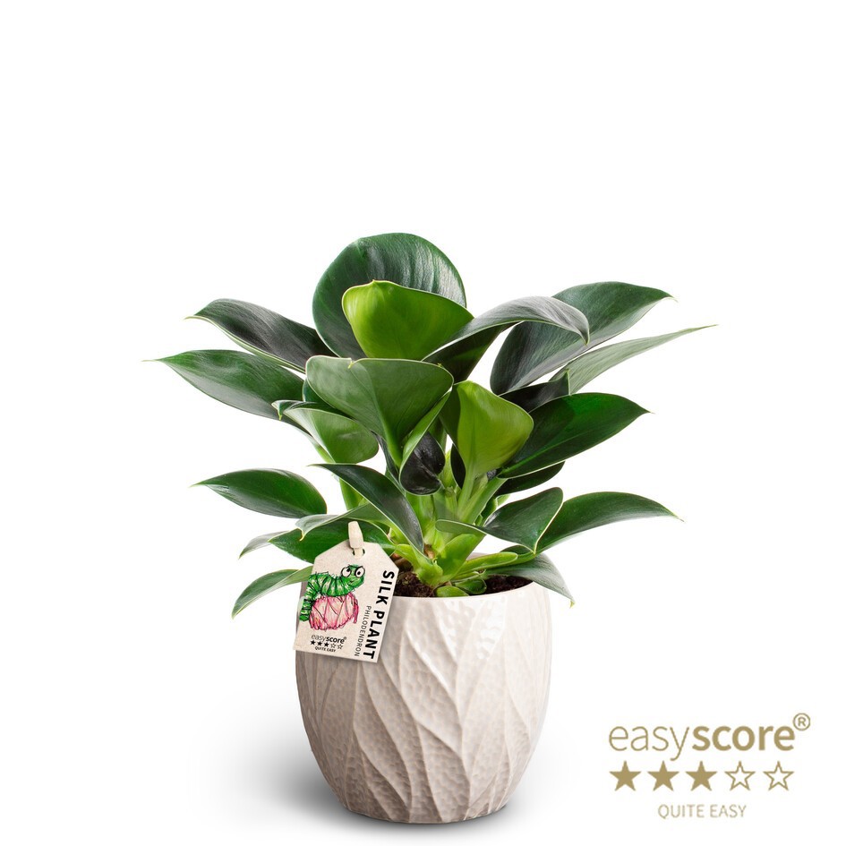 PHILODENDRON ERUBESCENS 40925037 Leaf Sand Green Princ, D 9 cm PHILODENDRON ERUBESCENS 40925037 Leaf Sand Green Princ, D 9 cm