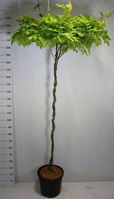 Wisteria brach. 'Yokohama fuji', D 38