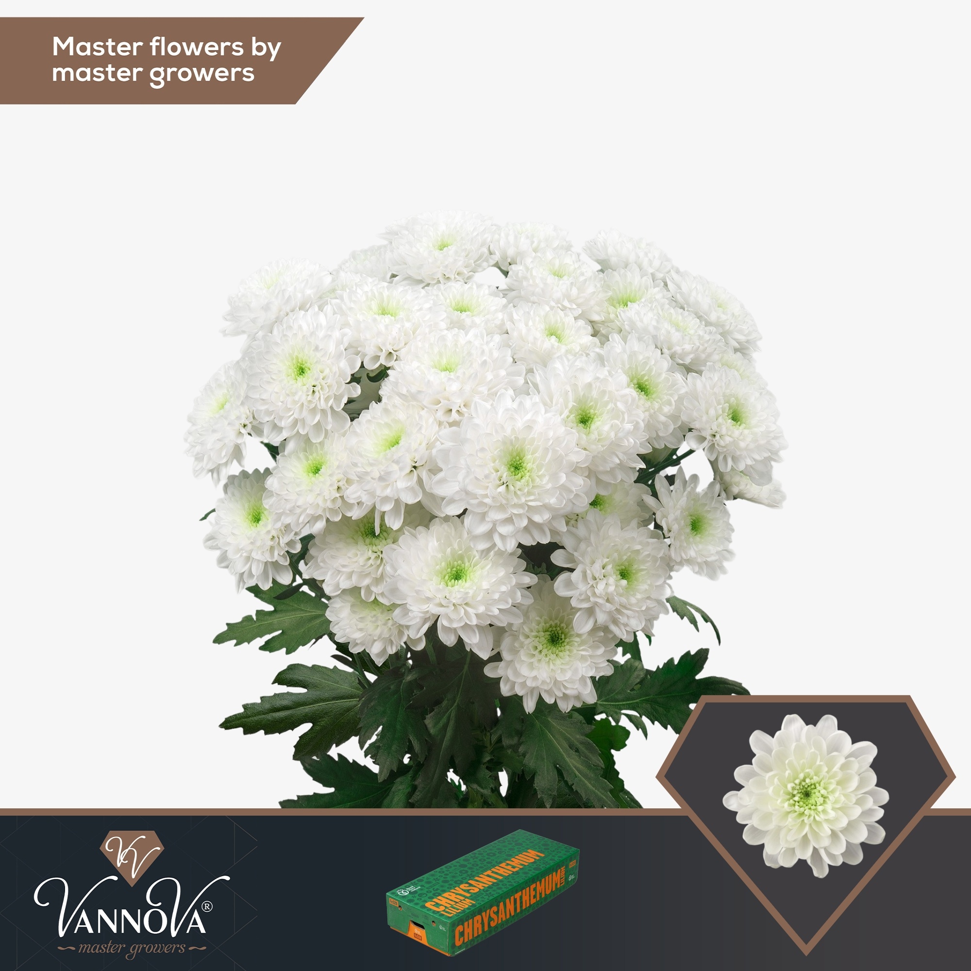 Хризантема куст. Алтай 70 (бел.), шт.