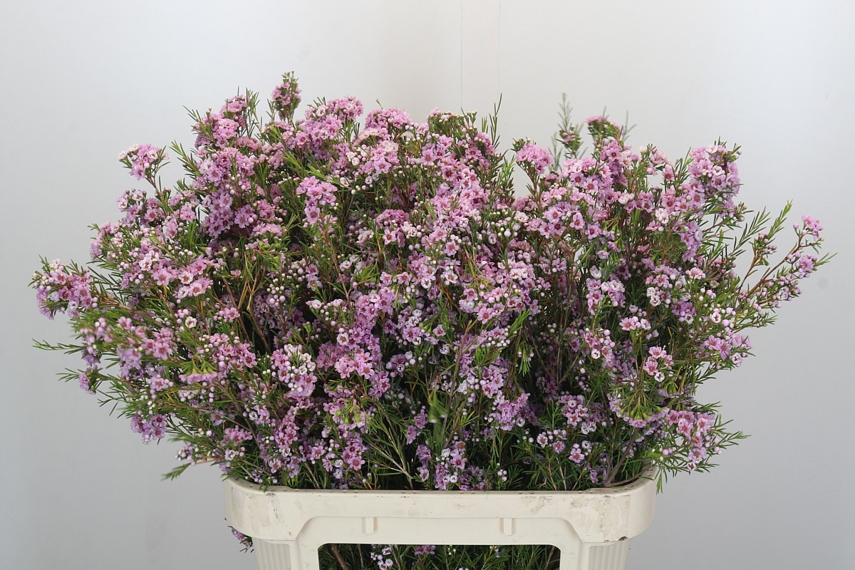 Шамелациум Жизель 80, шт.