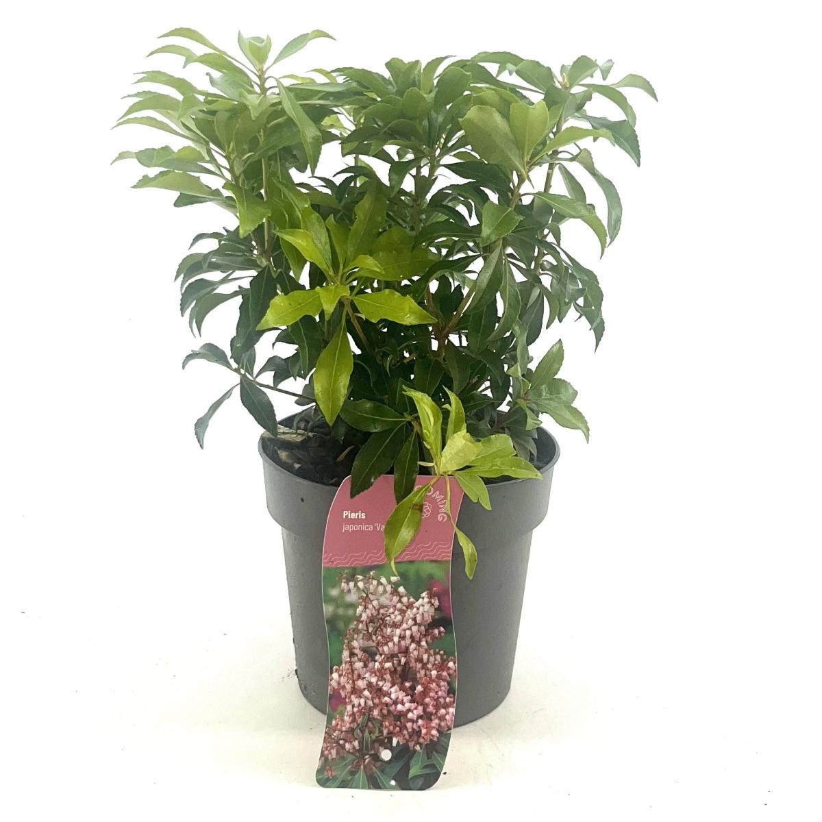 Pieris jap. 'Valley Rose', D 17