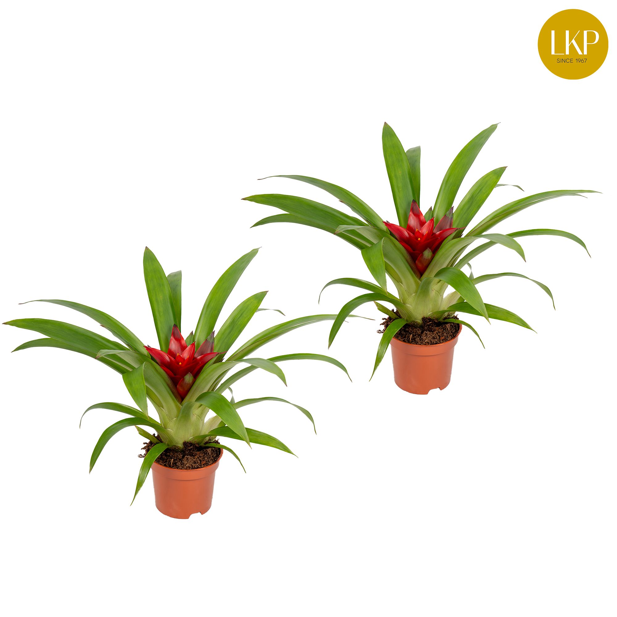Guzmania Blitz Rood (Zonder Hoes), D 9