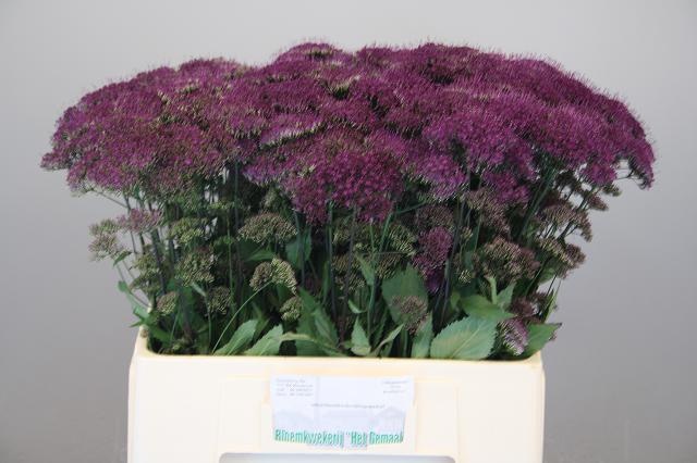 Трахелиум Перпл Лэйк Мичиган 60, шт.