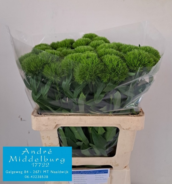 Диантус Барбатус Грин Вики 60, шт.