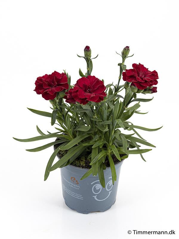 DIANTHUS CARYOPHYLLUS 'OSCAR DARK RED', D 11
