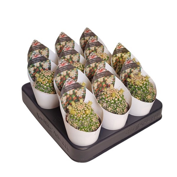 MAMMILLARIA EICHLAMII - POT Ø 6,5 WITH POTCOVER (CACTUS), D 6,5