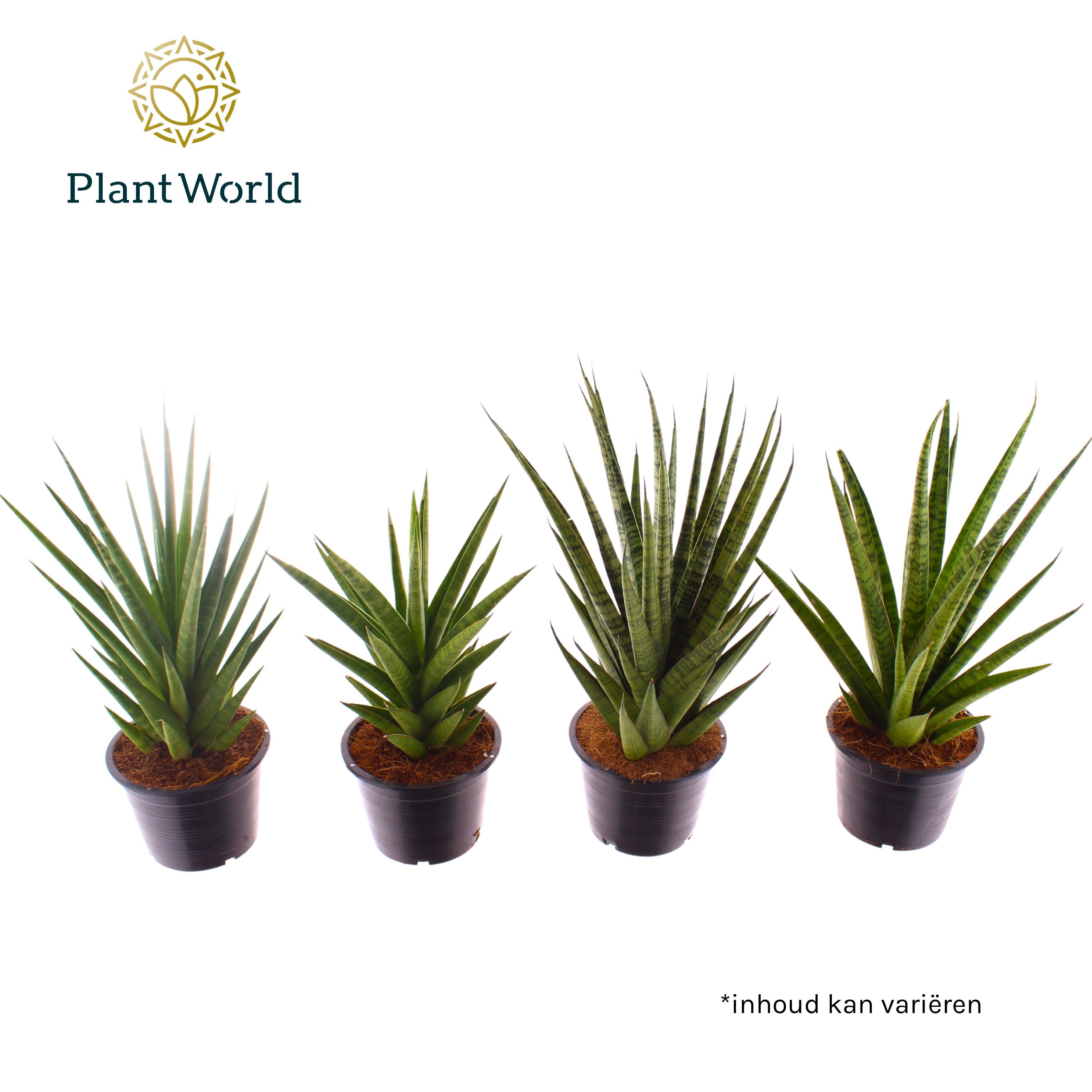 Sansevieria mix P14, D 14