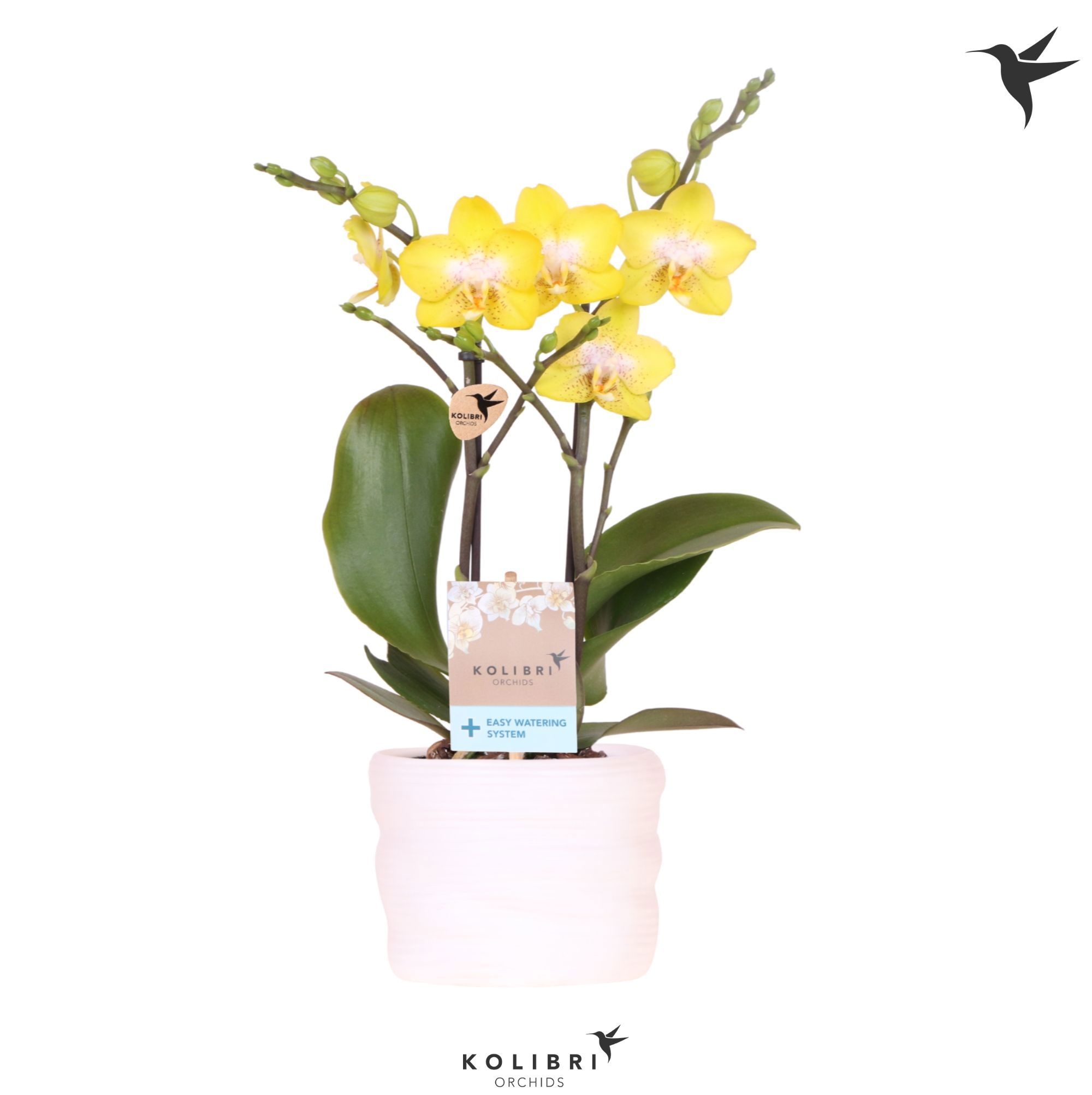 Kolibri Orchids Phalaenopsis Arezzo 2 spike in pot white with easy watering system, D 9