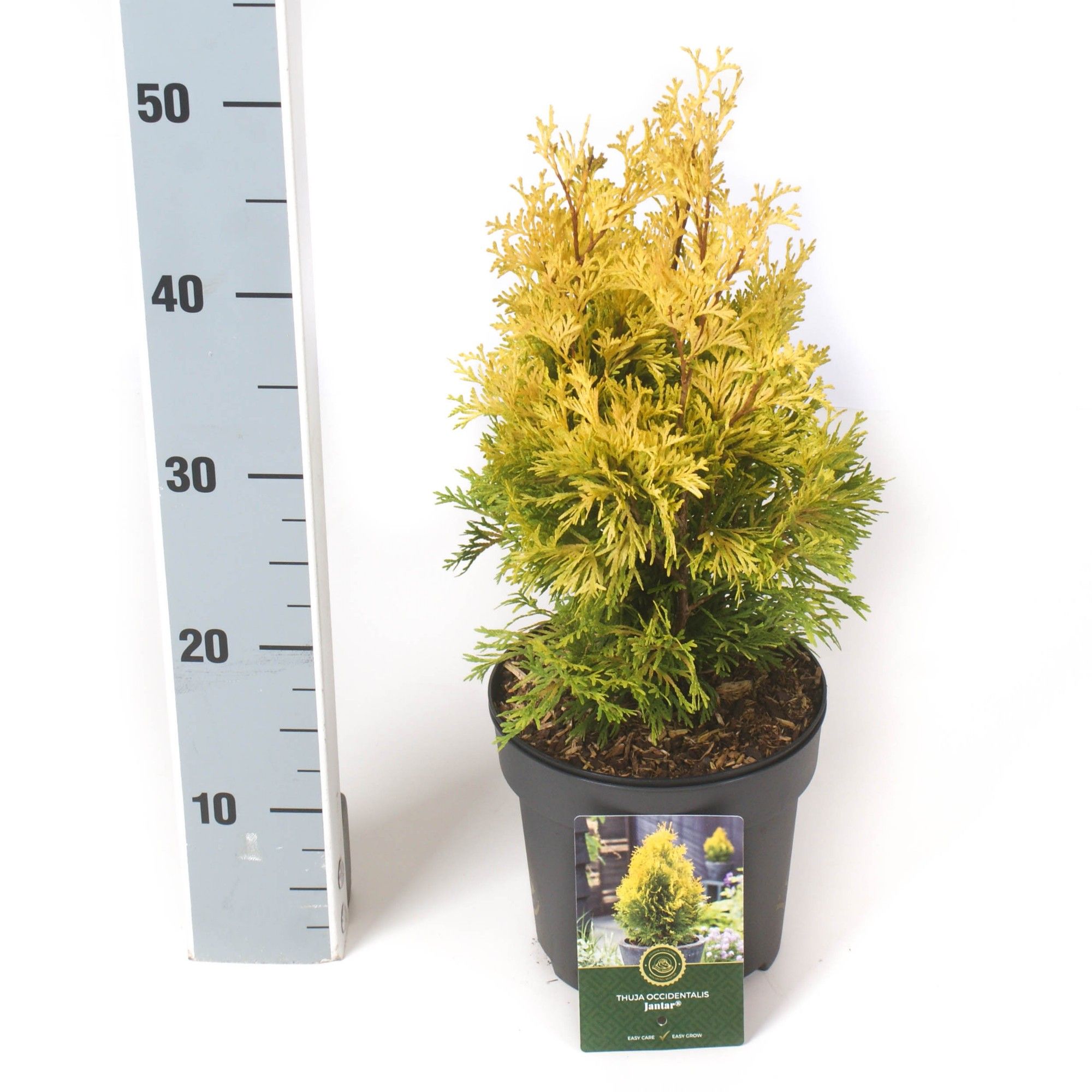 Thuja o. 'Jantar'®, D 18