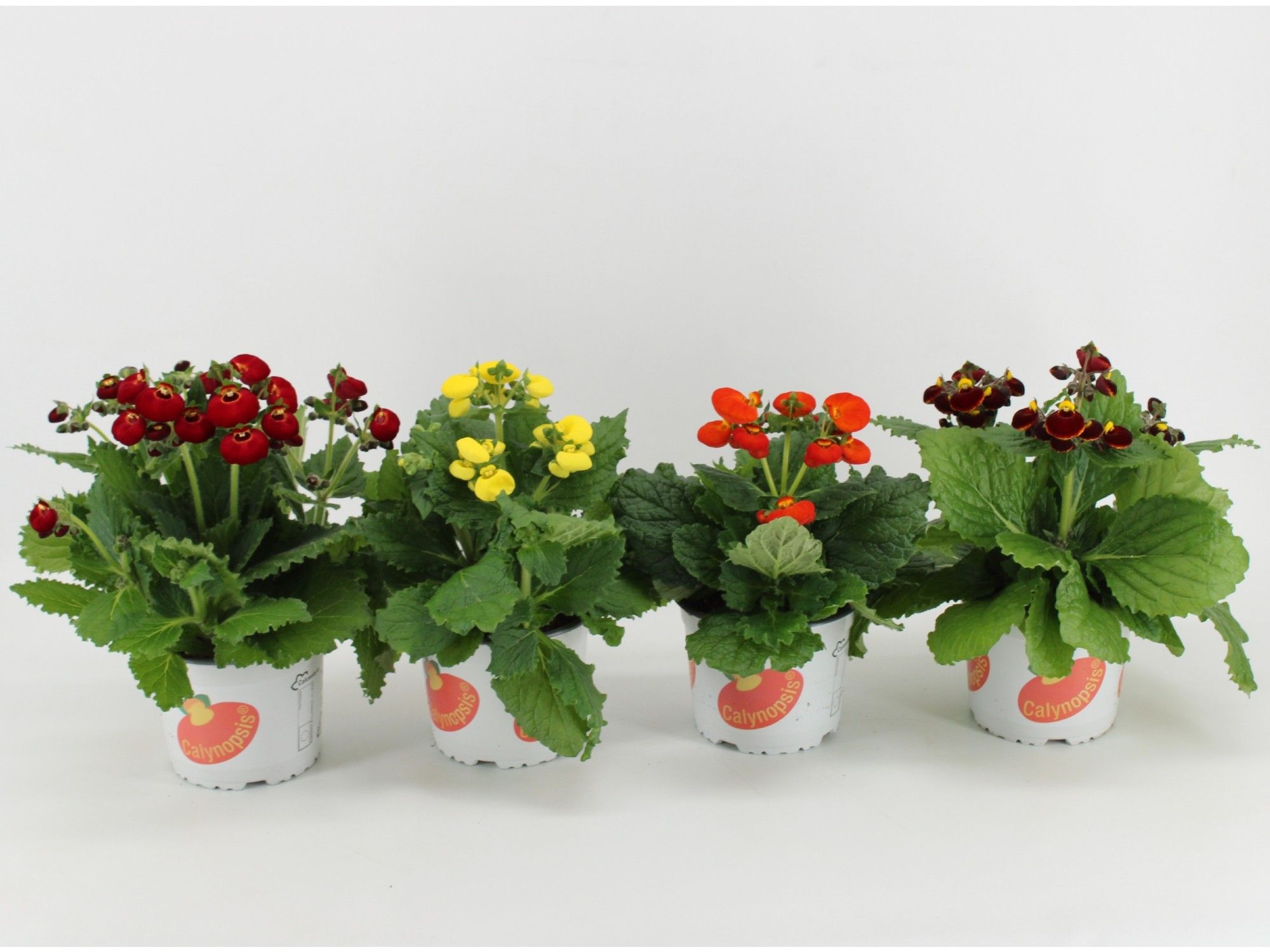 Calceolaria mixlaag/mixkar, D 15