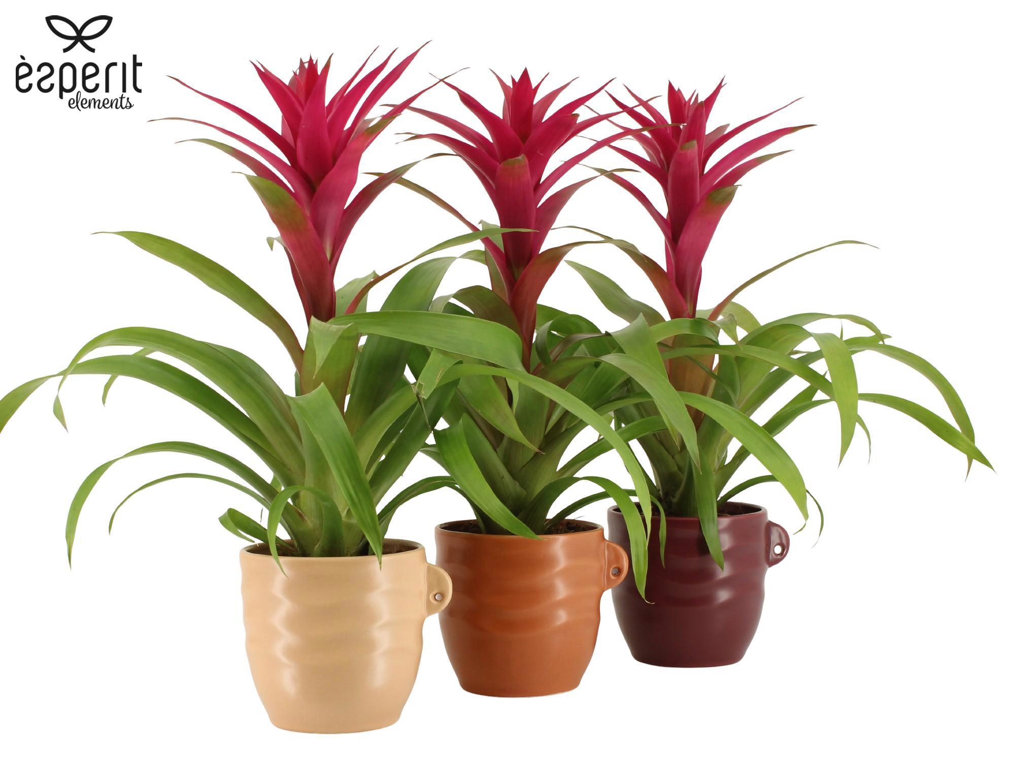 7504437: Solutionss Recreate, D 12