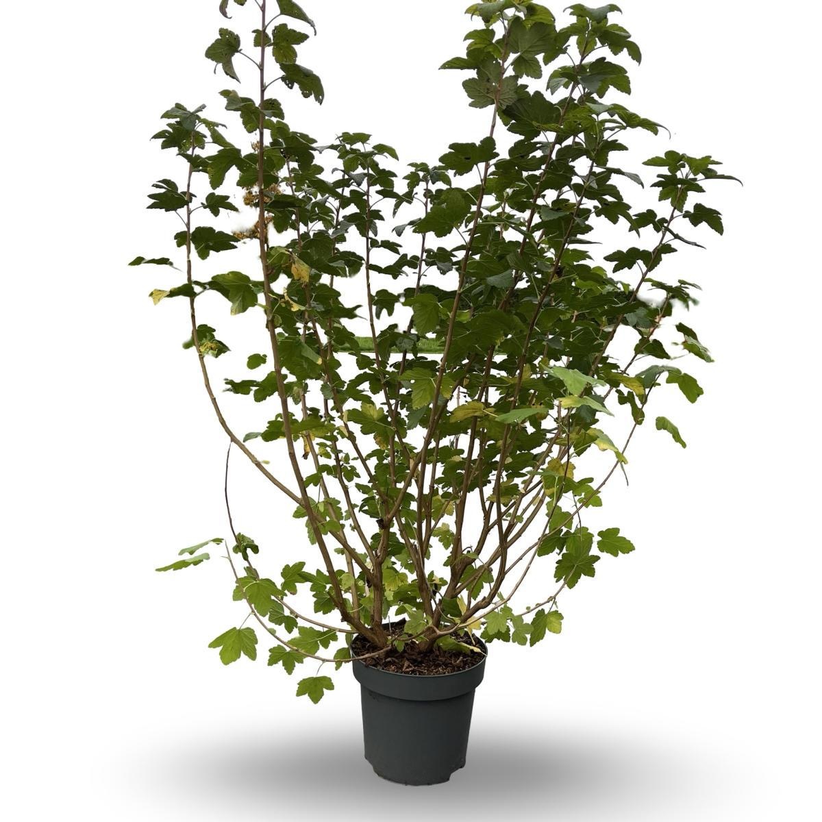 Ribes sang. 'Pulborough Scarlet', D 32 cm