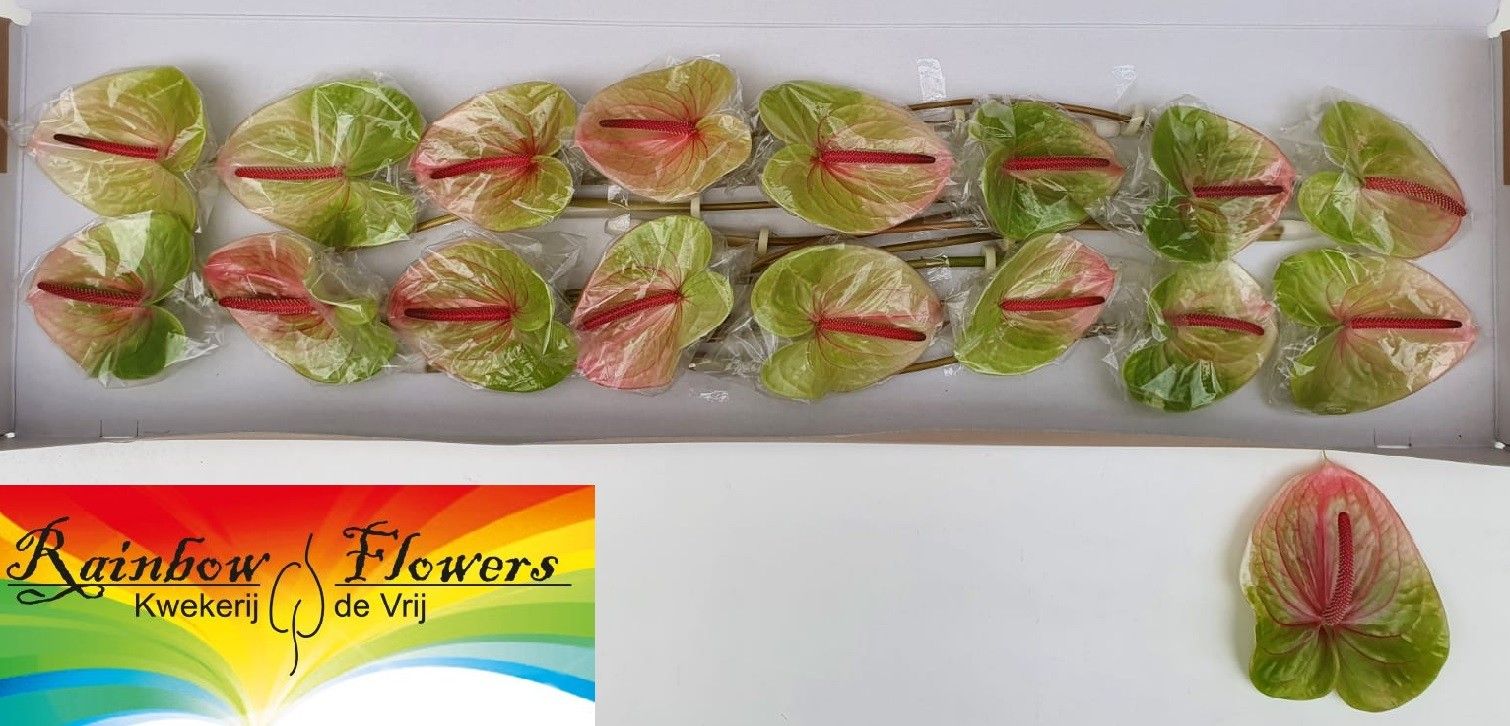 Антуриум Аво Даниель (зелено-роз.) x16, шт.