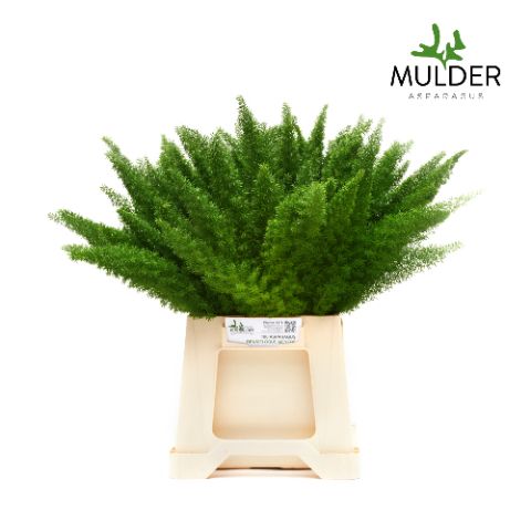 Аспарагус Маерс 50, шт.