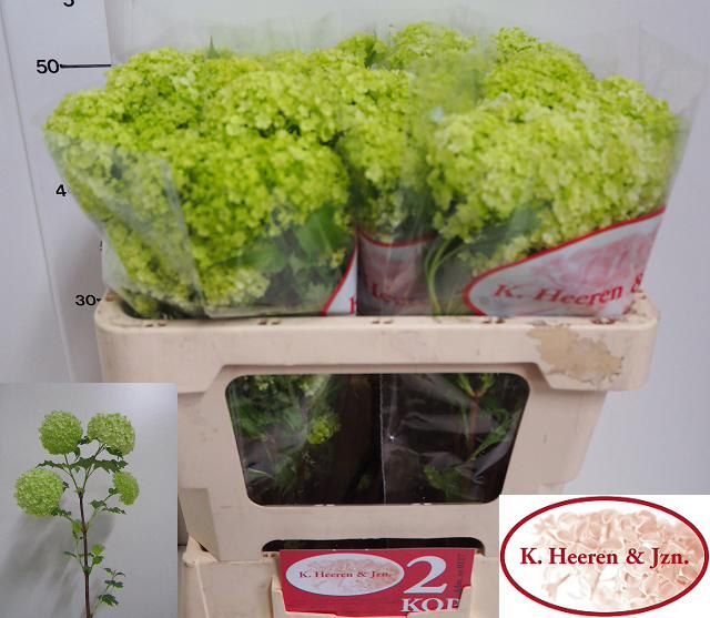 Вибурнум Розеум 50 (зел.), шт.