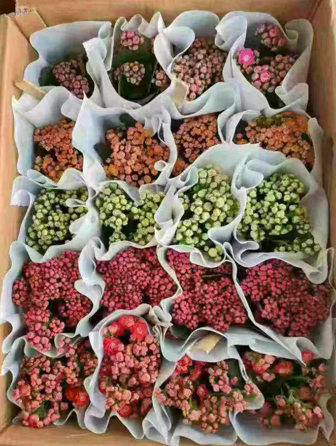 Каланхое блоссфельда микс 11 20