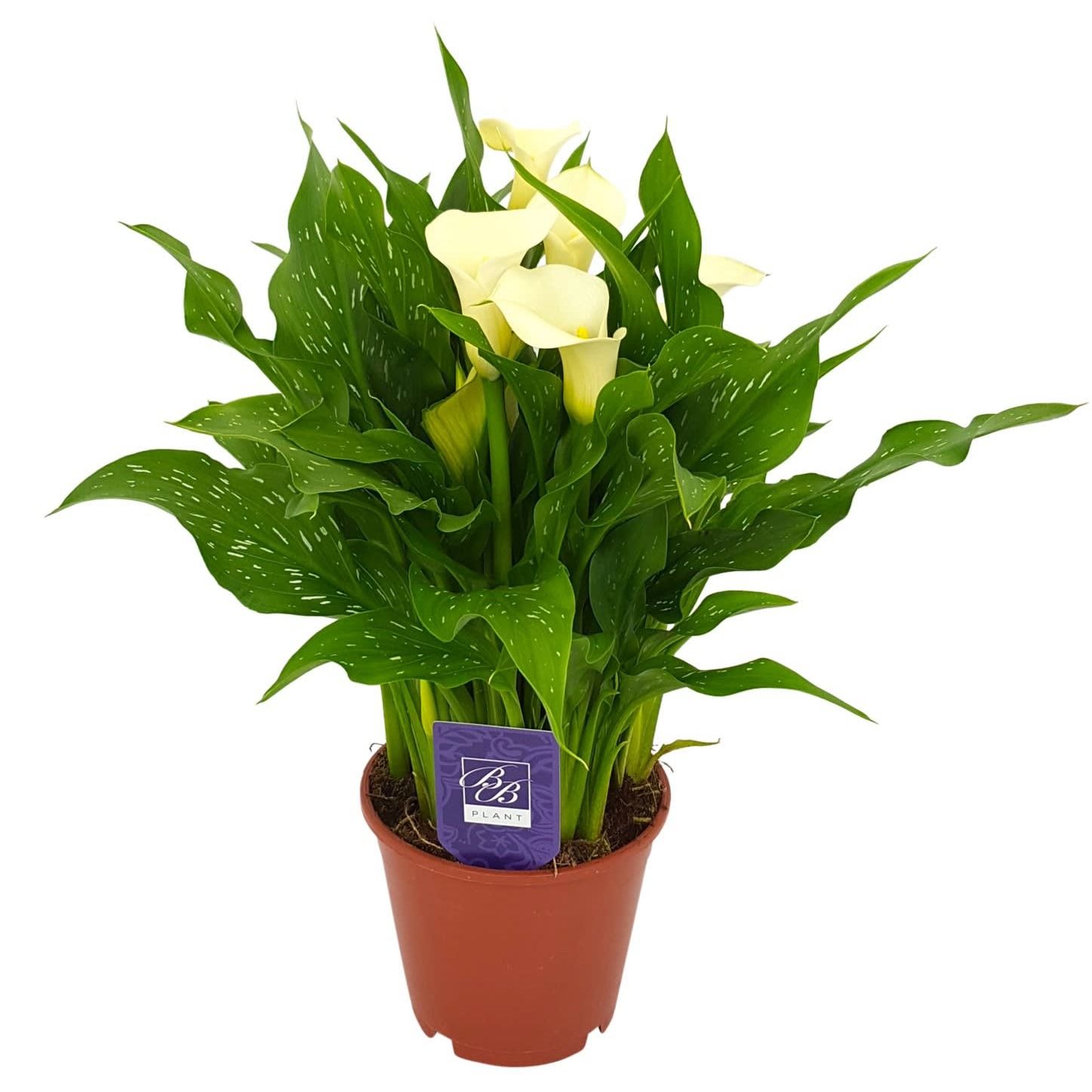 Zantedeschia White Flirt, D 14