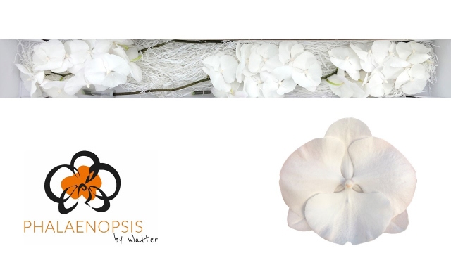 Фалинопсис Вайт Серенити x25, шт.