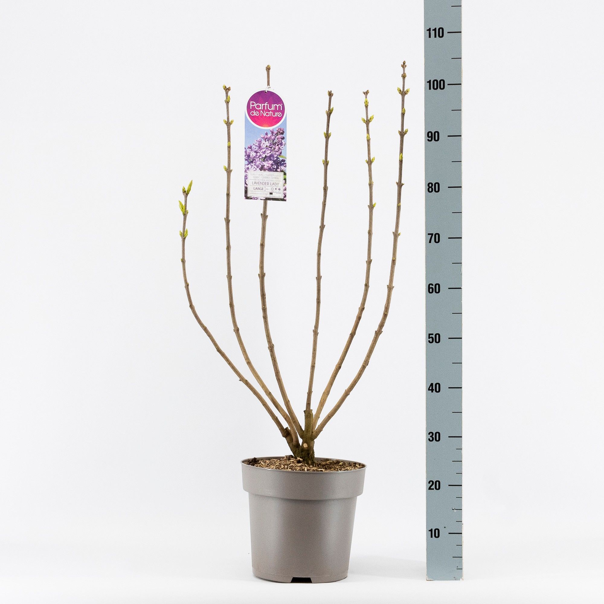 Syringa vul. Lavender Lady, 2-jarig, C10 Solitair, D 27