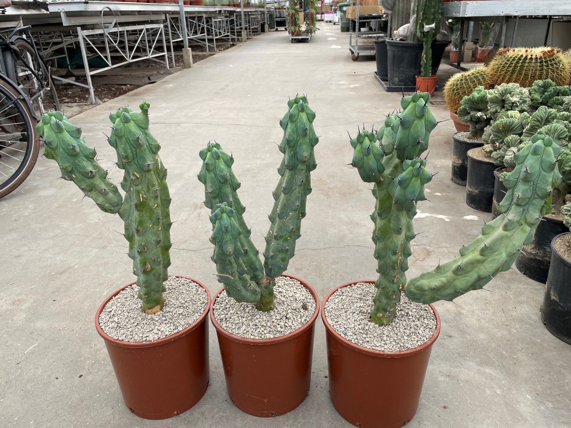 291 Myrtillocactus Geometrizans Boobie 24 cm, D 24