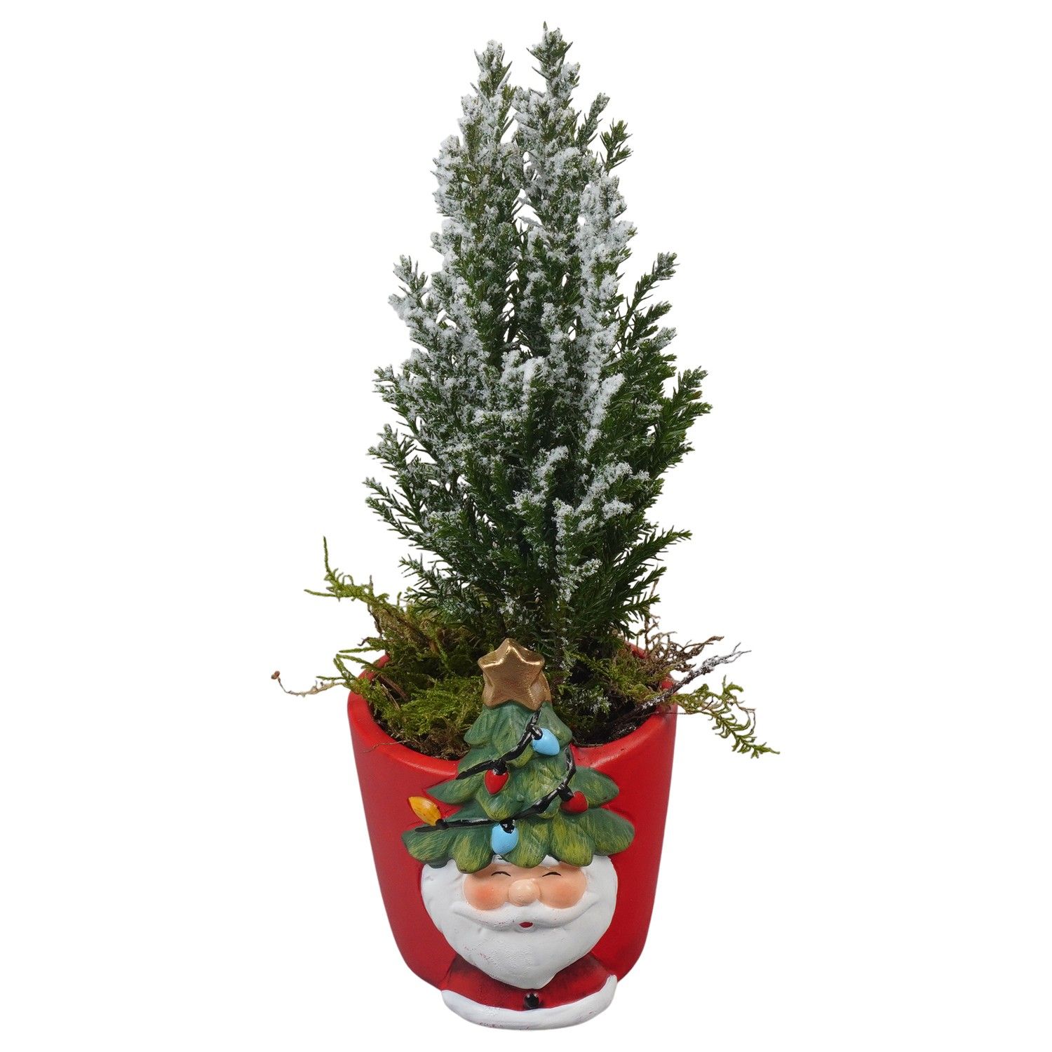 PTCHR7270 Arrangement Christmas Red in keramiek pot, D 7 cm